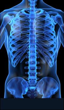 광화문자생한방병원 허리질환 척추측만증-정상적인 사람의 척추 모습입니다.