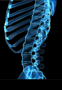 광화문자생한방병원 수술후통증증후군-정상적인 사람의 척추 모습입니다.